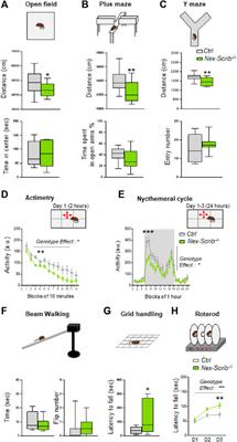 Neuron-Specific Deletion of Scrib in Mice Leads to Neuroanatomical and Locomotor Deficits